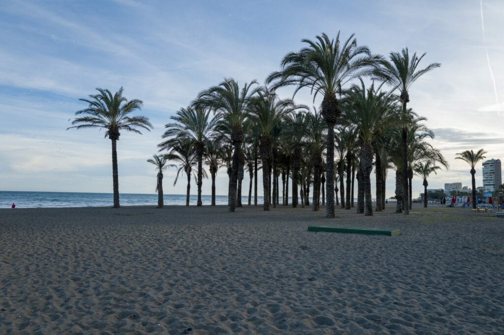 Torremolinos andalusia Palm trees lining sandy beach with cloudy sky.