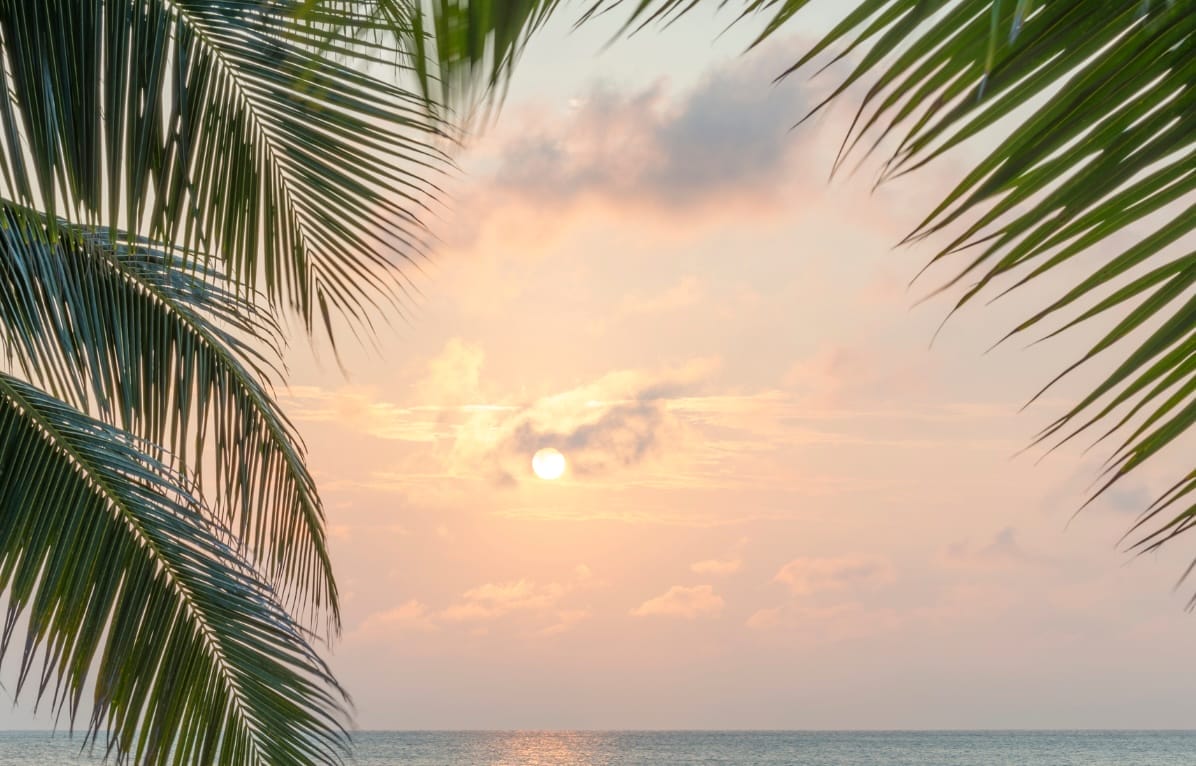 Sunset over ocean with palm tree leaves