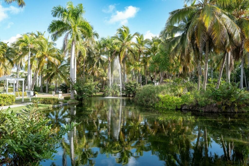 Lush tropical garden with pond and palm trees